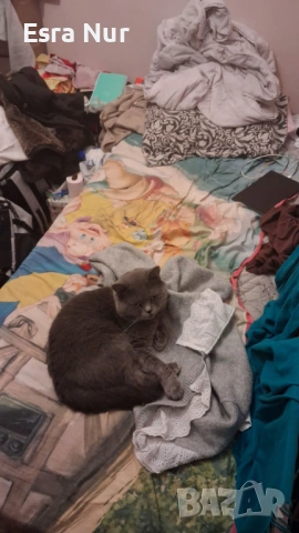 Британска късокосместа котка, на 2 години.