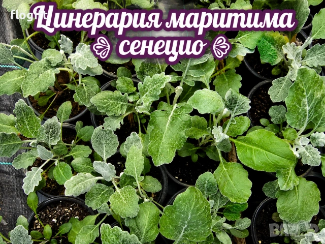 Разпродажба на Бегония, Винка, Тагетис, Циганче, Кълдаръмче, Делосперма, Кученца, Копривка , снимка 11 - Градински цветя и растения - 54967568