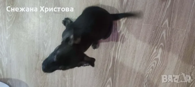 Продавам малки кученца пинчерчета, снимка 4 - Пинчер - 55500671
