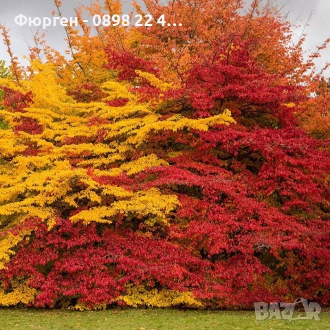 Персийско желязно дърво - Parrotia persica