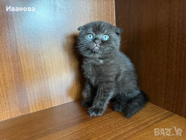 Британска късокосместа и шотландска клепоуха котка, снимка 6 - Британска късокосместа - 54530687