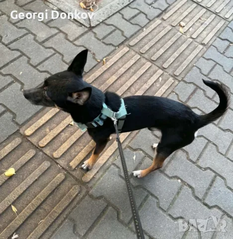 Подарявам Блеки 🥰, снимка 9 - Други - 55569234