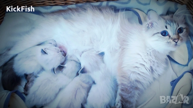 Невски маскарадни котенца , снимка 9 - Други - 54766052