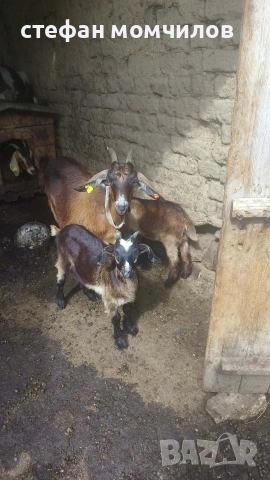 продавам ярета , снимка 3 - Кози - 54890172