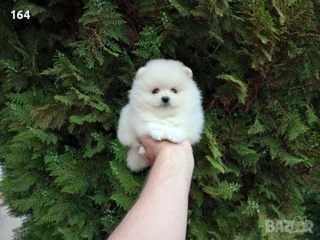 Померани. Реални снимки от 21.04.2026 г. , снимка 2 - Померан - 54273673