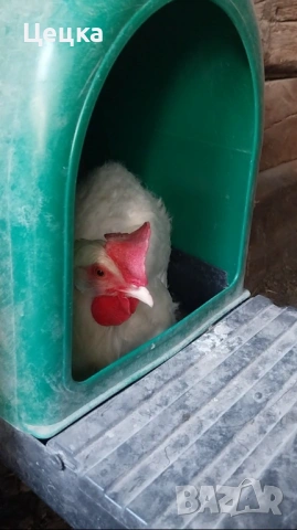 Яйца за консумация, снимка 4 - Други животни - 54003107