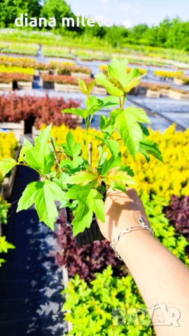 Калина, Картоп, Viburnum opulus ‘Roseum’, снимка 5 - Градински цветя и растения - 54754707