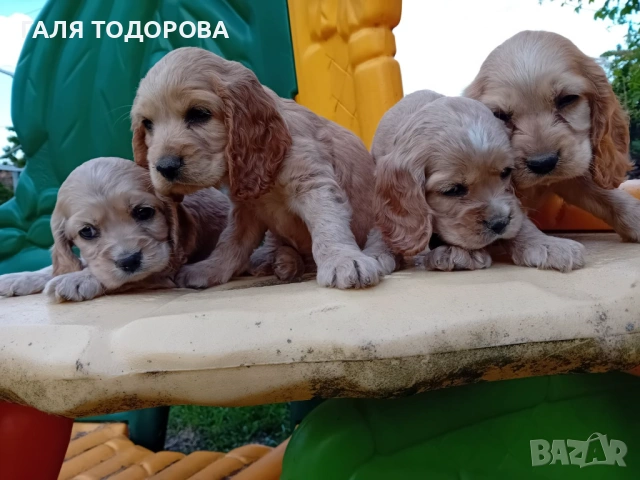 Английски кокер шпаньол, снимка 6 - Кокер шпаньол - 54722890