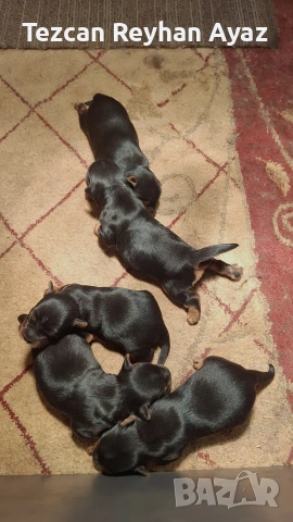 продавам Йорки