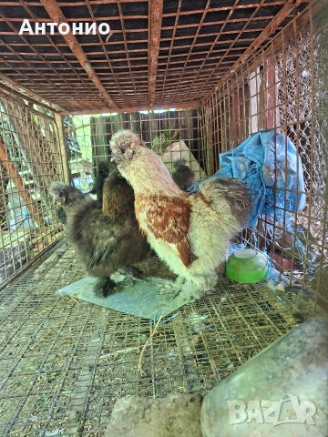 Продавам големи копринки , снимка 5 - Кокошки и пуйки - 54718494