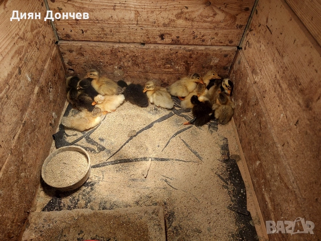 продавам малки крякащи патета (юрдечета), снимка 2 - други­ - 54341947