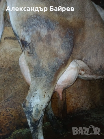 Крава жарсе , снимка 2 - Крави - 54258947