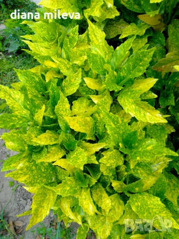 Аукуба Японика (Aucuba jap. Crotonifolia), снимка 2 - Градински цветя и растения - 54571224