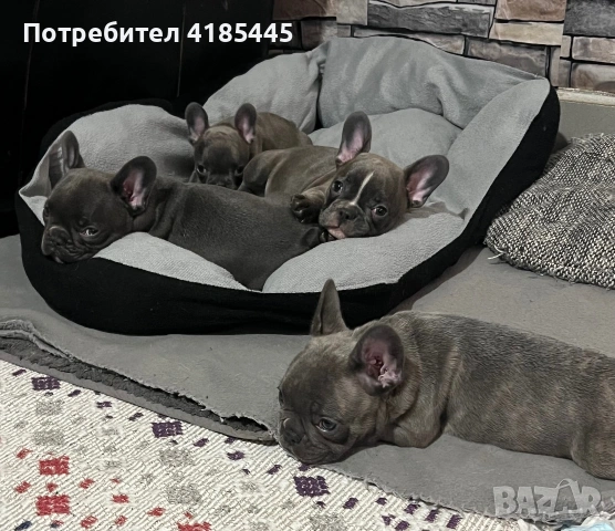 Френски булдог, снимка 5 - Френски булдог - 54979235