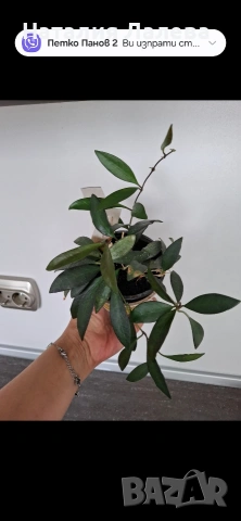Хоя, hoya Rosita, снимка 3 - Стайни растения - 55232180