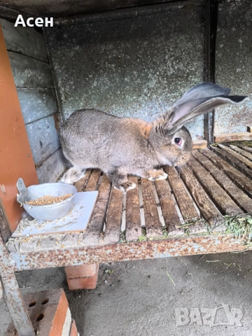 Белгийски великани , снимка 4 - Други - 54203581