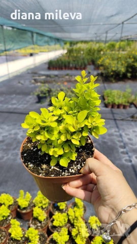 Берберис Мария, Berberis thunbergii ‘Maria'!!!, снимка 5 - Градински цветя и растения - 55016079