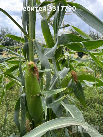 🌽Сладка Царевица OVERLAND 🌽, снимка 7 - Други - 55667446
