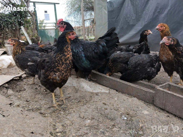 Ярки Супер Харко, снимка 3 - Кокошки и пуйки - 54188284