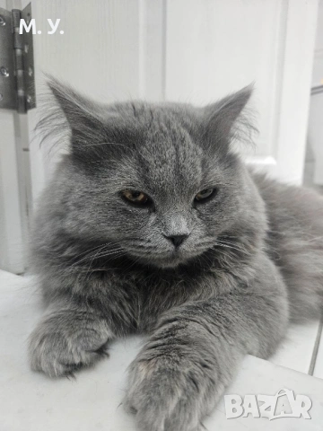 Британска котка , снимка 3 - Британска късокосместа - 54312328