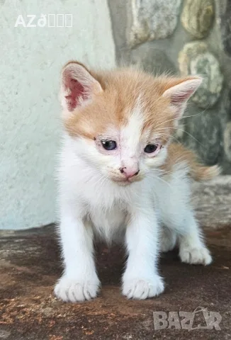 4 малки котенца, снимка 9 - Други - 55335479