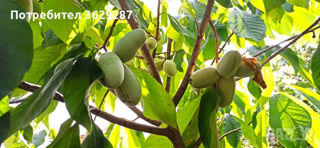 Asimina triloba, Асимина, Пау-пау, Индиански банан, снимка 3 - Градински цветя и растения - 55008778