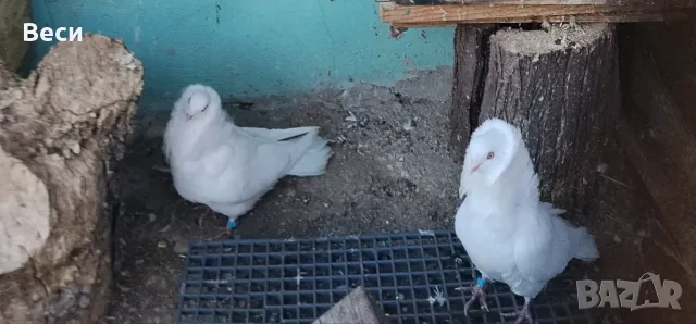 Продавам чифт бели капуцини