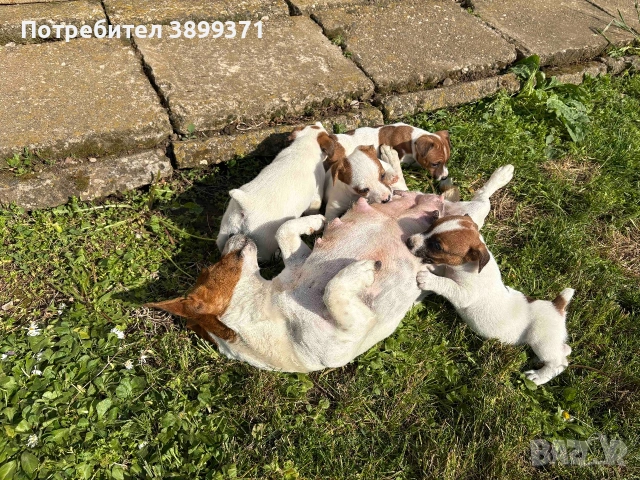 Джак Ръсел Териер, снимка 6 - Джак ръсел териер - 54383450