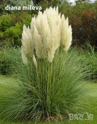 Пампаска трева, Кортадерия, бяла, Cortaderia Sellona