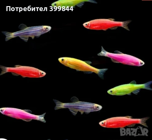 рибки Данио