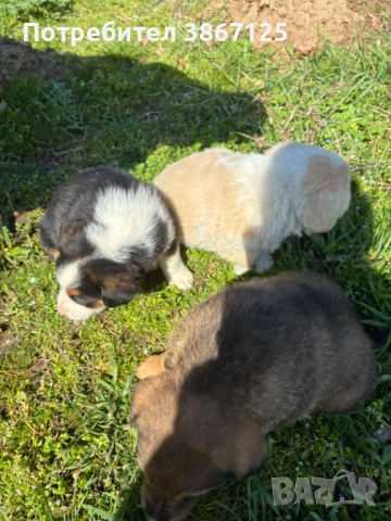 Кученца, снимка 7 - Други - 54099667