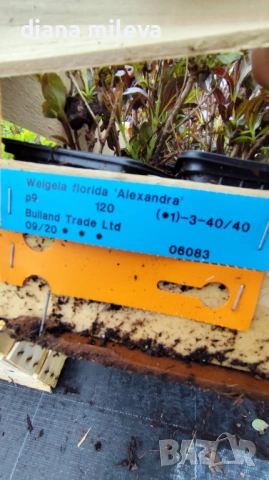 Вейгела Александра, Weigela florida Alexandra, студоустойчива, снимка 11 - Градински цветя и растения - 54415980