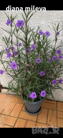 Руелия, Мексиканска петуния, Ruellia Purple Mexican Petunia!!!, снимка 3 - Градински цветя и растения - 54637157
