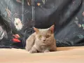 Шотландски котета , снимка 3