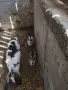Малки пухкави зайчета, снимка 3