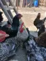 Петли Суперхарко, снимка 4