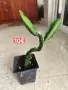 Драконов плод растение в саксия , снимка 4