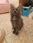 котенца Мейн Куун, снимка 4