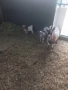 Продавам Мини Холандски кози , снимка 2