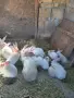 продавам калифорнийски зайци, снимка 8