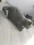 Британски късокосмести котенца търсят грижовни стопани, снимка 7