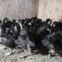 Пилета Австралорп , снимка 1