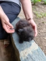 Коте женско, снимка 5