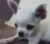мини ЧИХУАХУА момчета , снимка 1