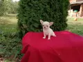 женско чихуахуа. , снимка 1