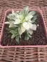 Рядка Вариегатна Хавортия (Haworthia retusa f. variegata) – Колекционерска, снимка 1