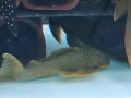 pleco, снимка 6