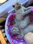 Британско/шотландски късокосмести котета, снимка 12