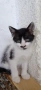 Котета на 3 месеца, снимка 2