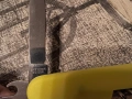 швейцарско ножче Victorinox Spartan stayglow, снимка 6